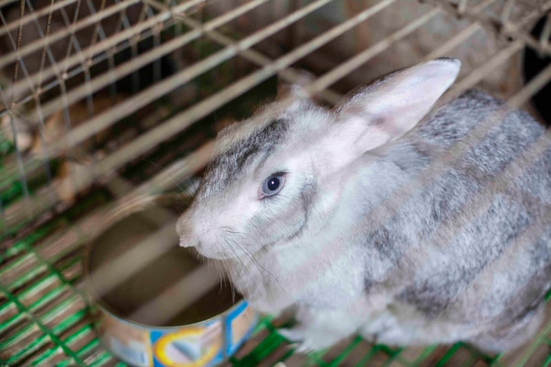 Petco Plans to Sell Even More Animals by Restarting Rabbit Sales