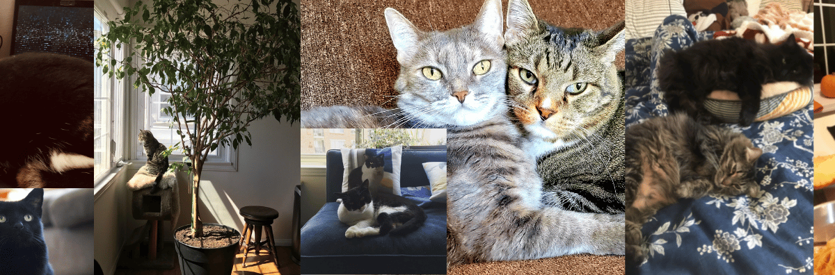 Meet the Cats of World Animal Protection US