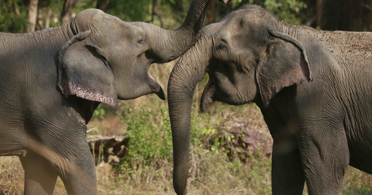 Why True Love Means Never Exploiting Animals