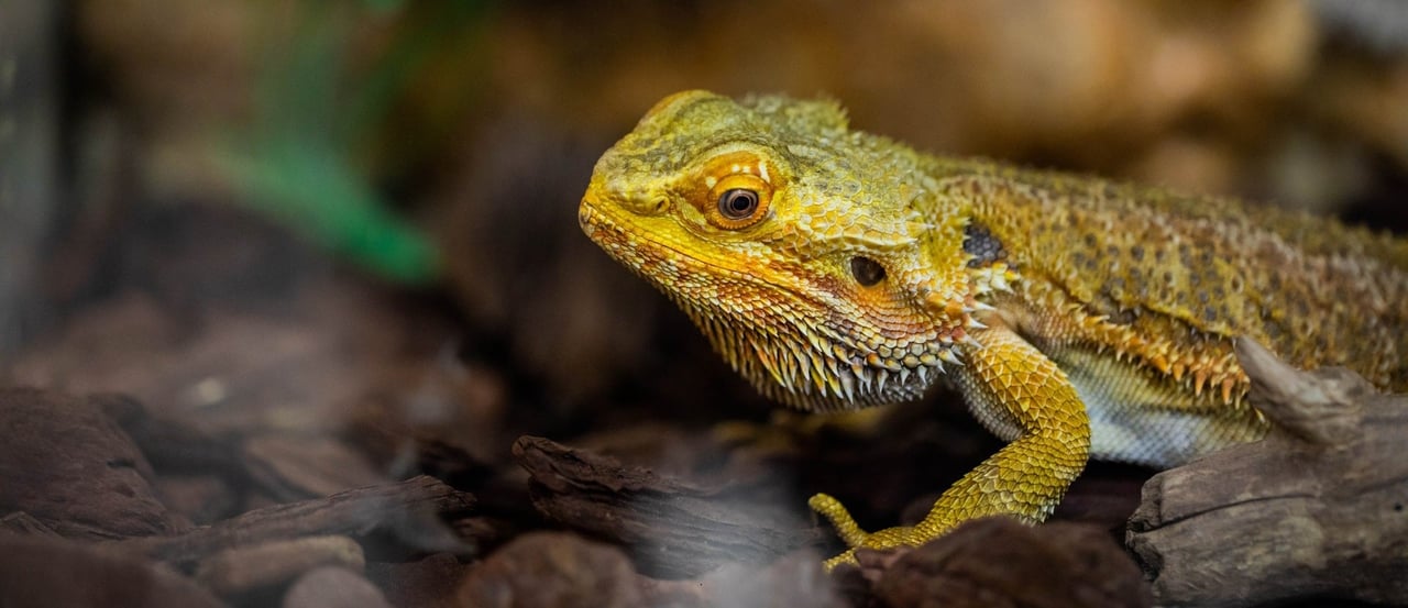 Bearded dragon confiscated from exotic pet trade