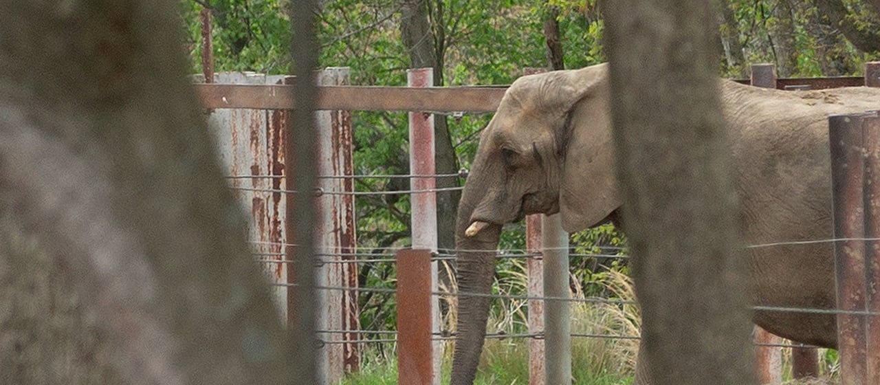 Joyce the elephant at Six Flags