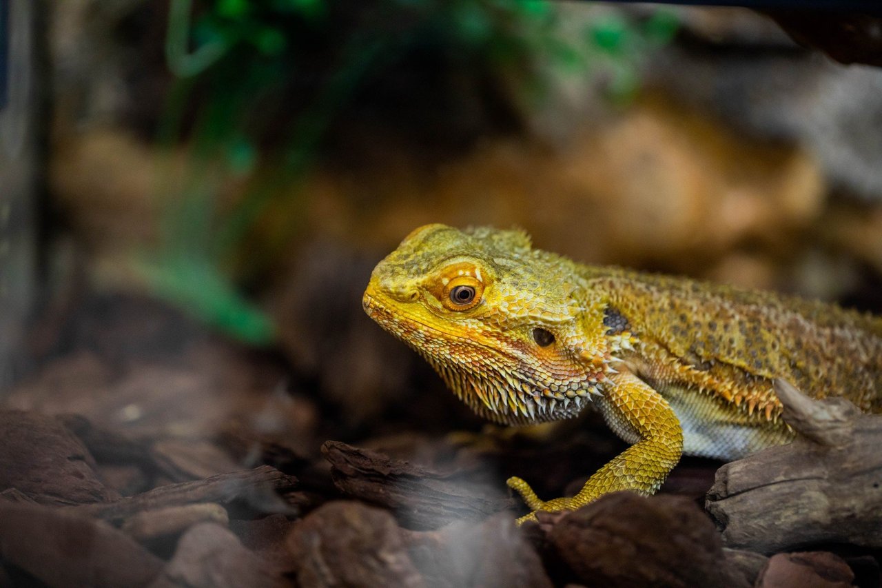 bearded dragon in cage