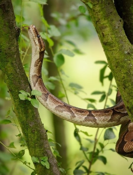 A ball python in the wild.