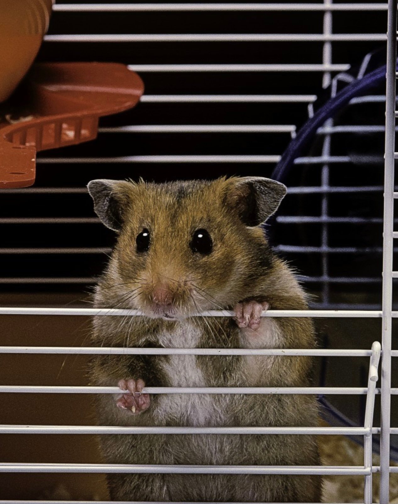 A hamster grips the edge of their cage and peers out.
