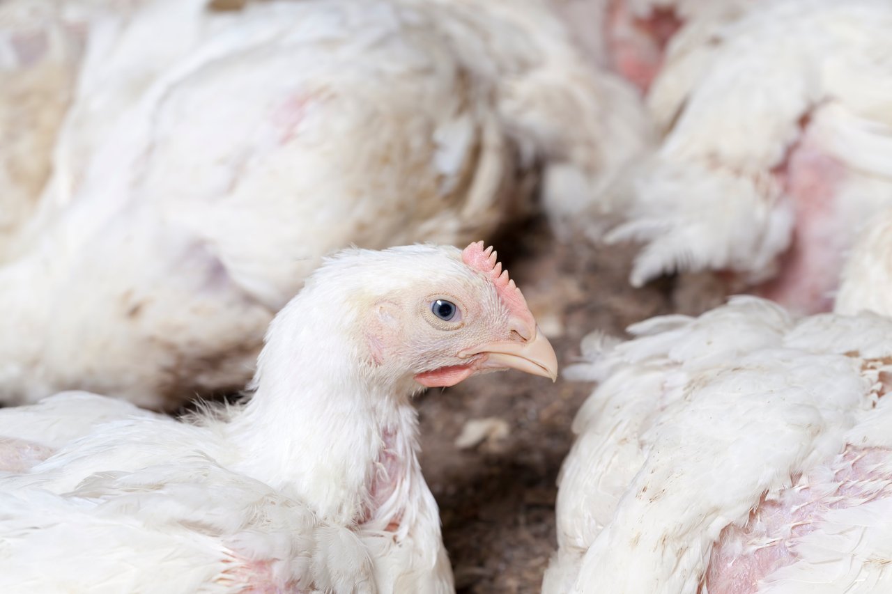 Broiler chickens on a factory farm.