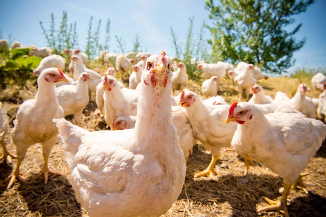 A group of chickens outside.