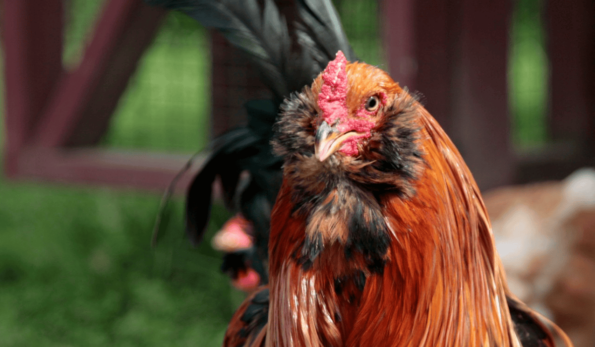 Sid the rooster, at Tamerlaine Sanctuary & Preserve.