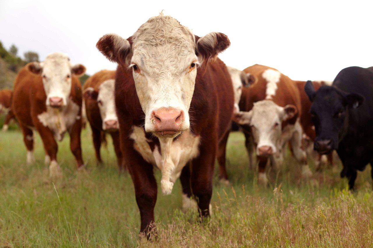 A herd of cows looking at the camera in a field.