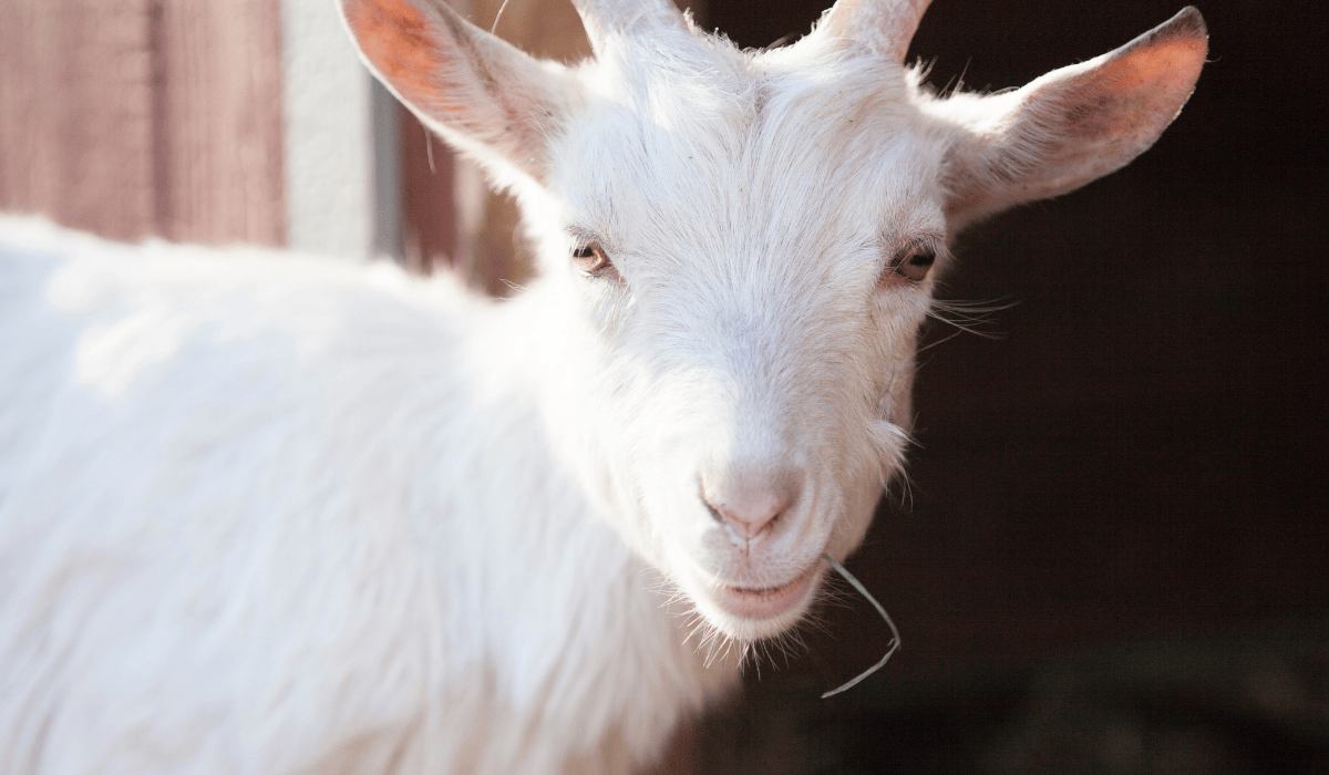 Angel the goat at Tamerlaine Sanctuary & Preserve.