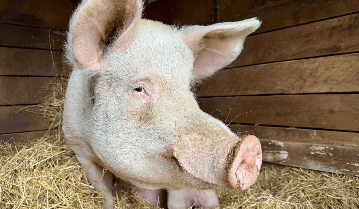 Albee the pig at Tamerlaine Sanctuary & Preserve.