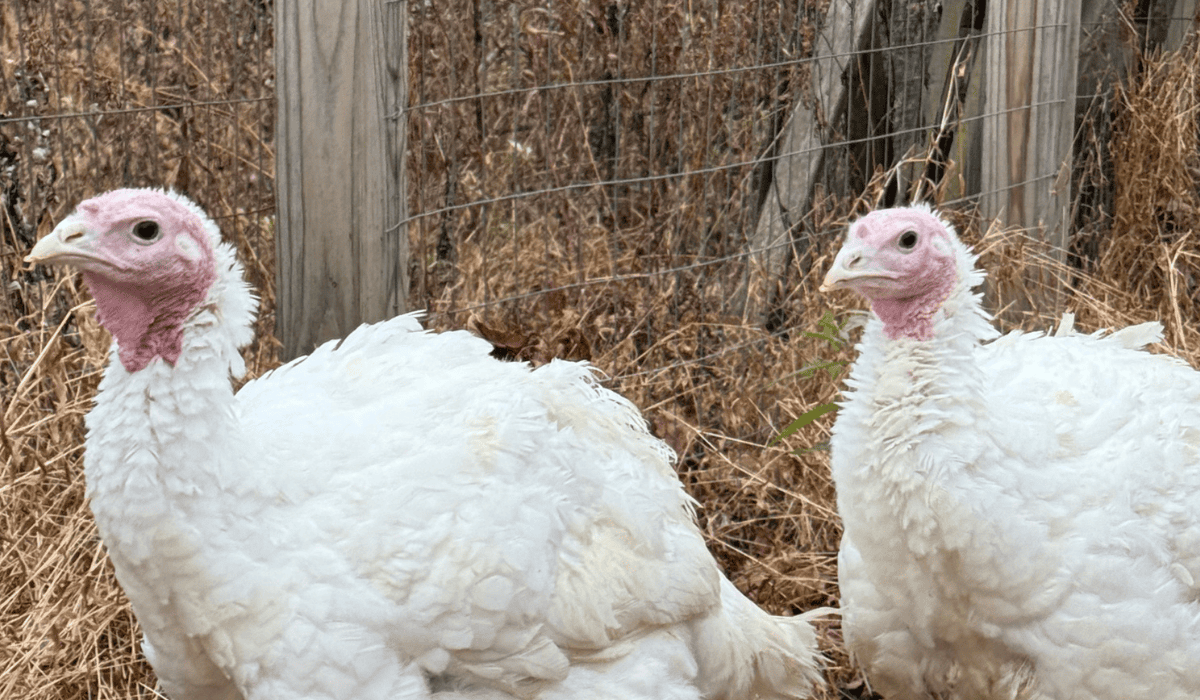 Turkeys Thelma and Louise at Tamerlaine Sanctuary & Preserve.
