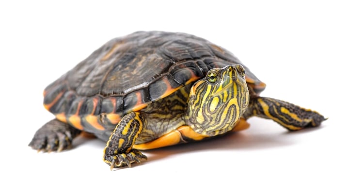 A box turtle on a white background.