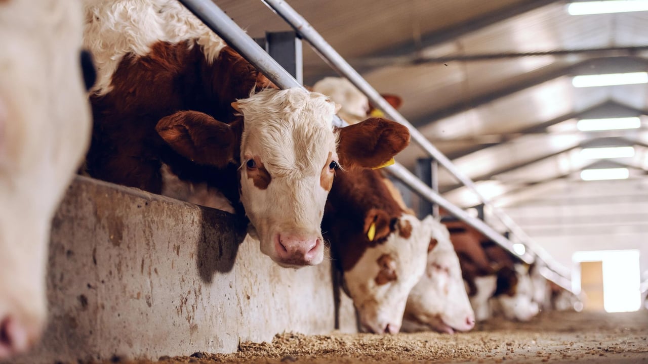 Cows eating at a factory farm.