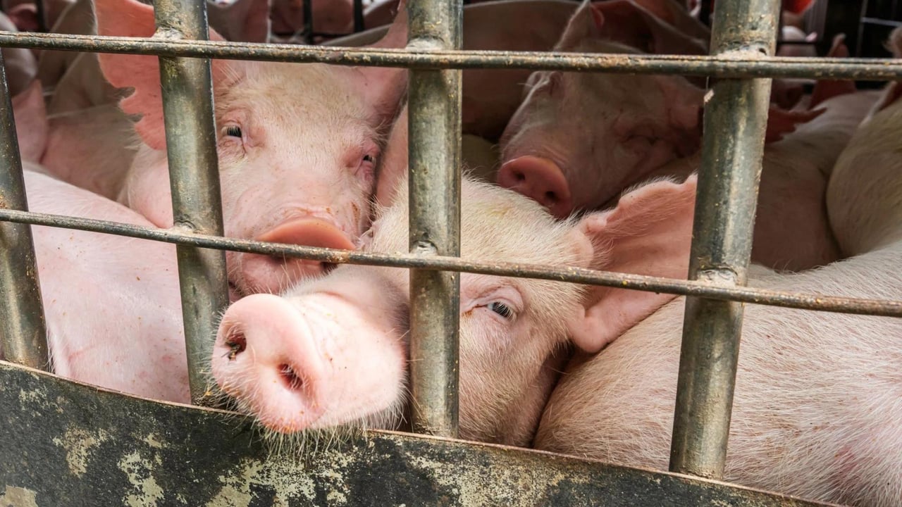 Pigs look through fence at a factory farm.