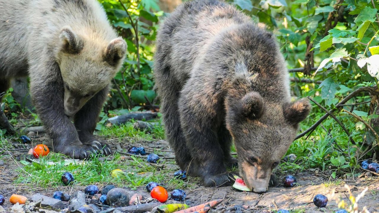 Two bears at a sanctuary.