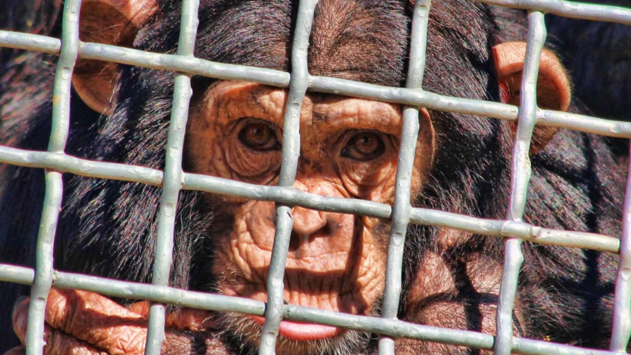 A chimp peers through a cage.