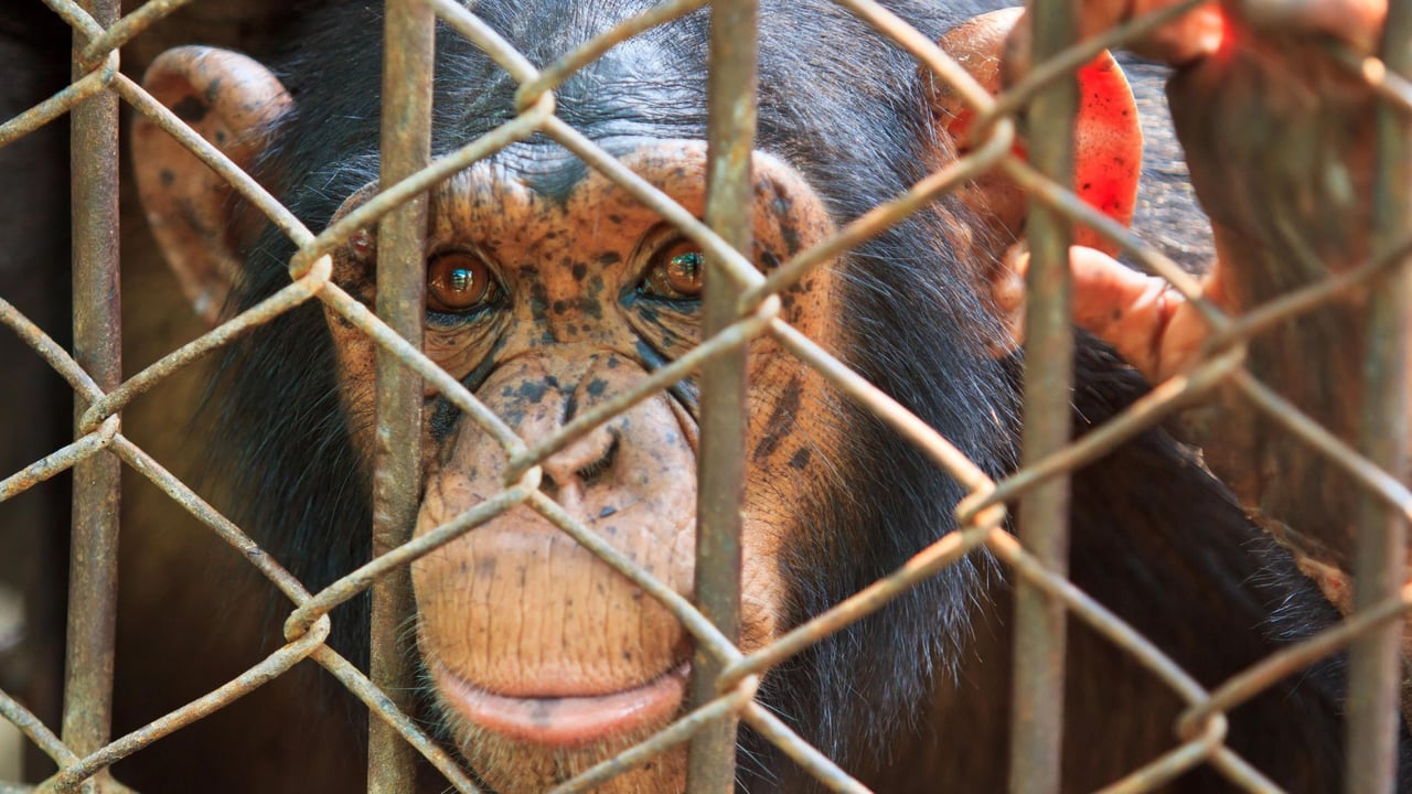 A captive chimp looks through a fence.
