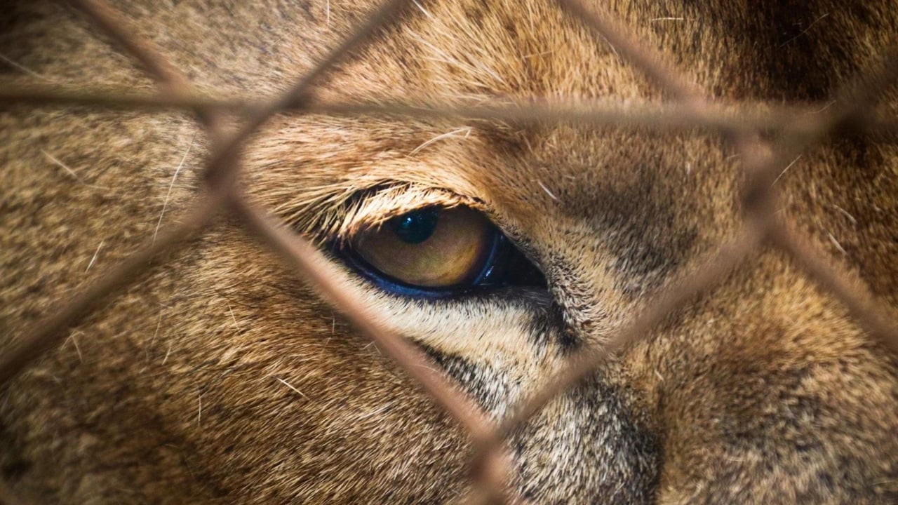 A big cat's eye stares through a fence.