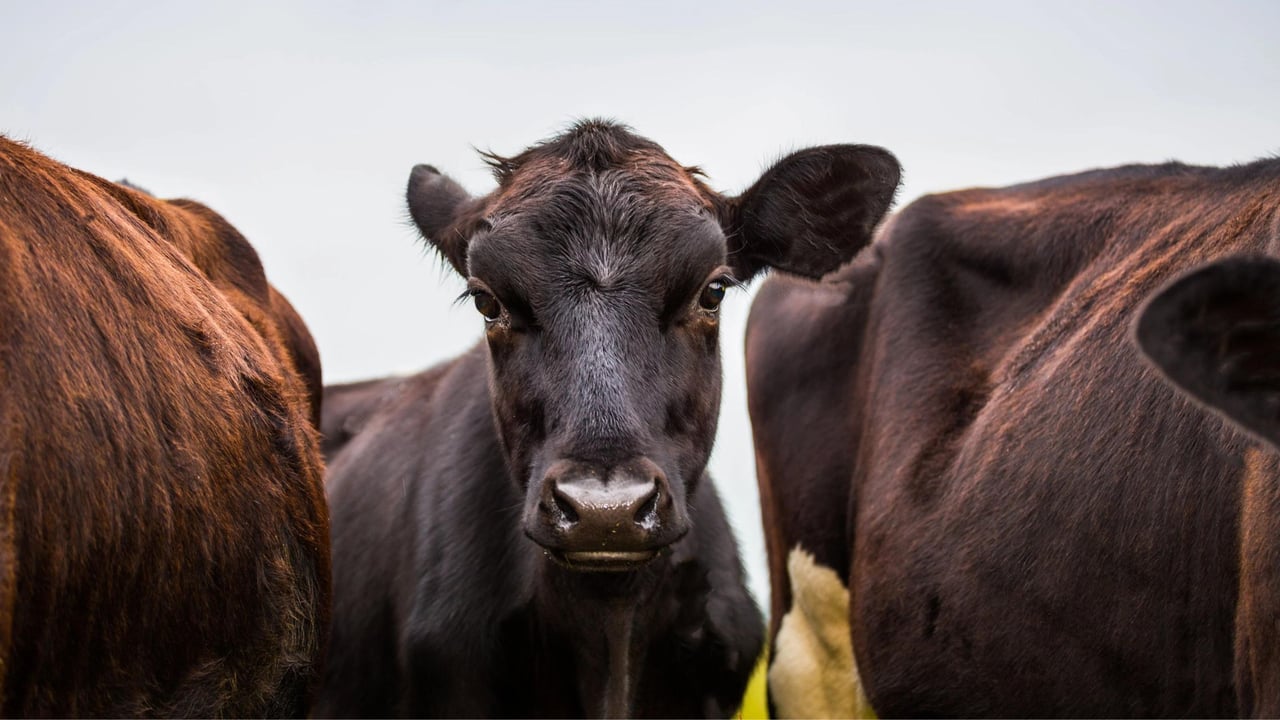 Three dark brown cows.