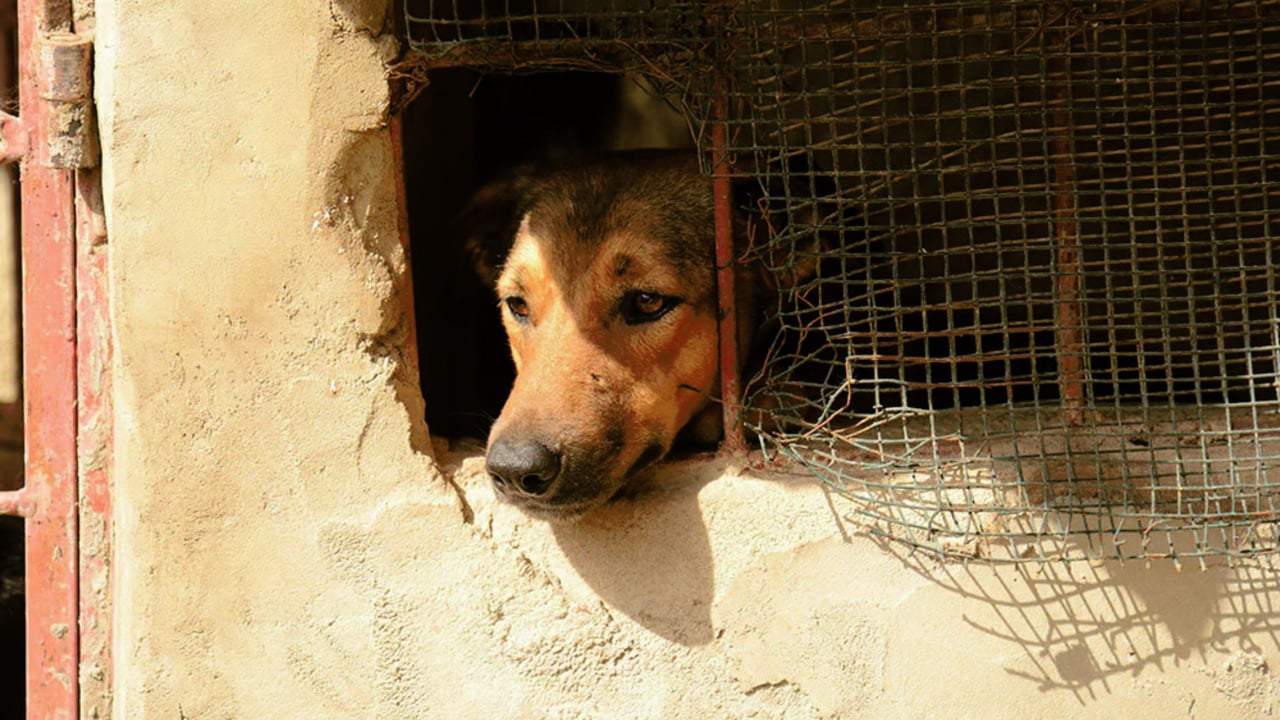 A light brown dog.