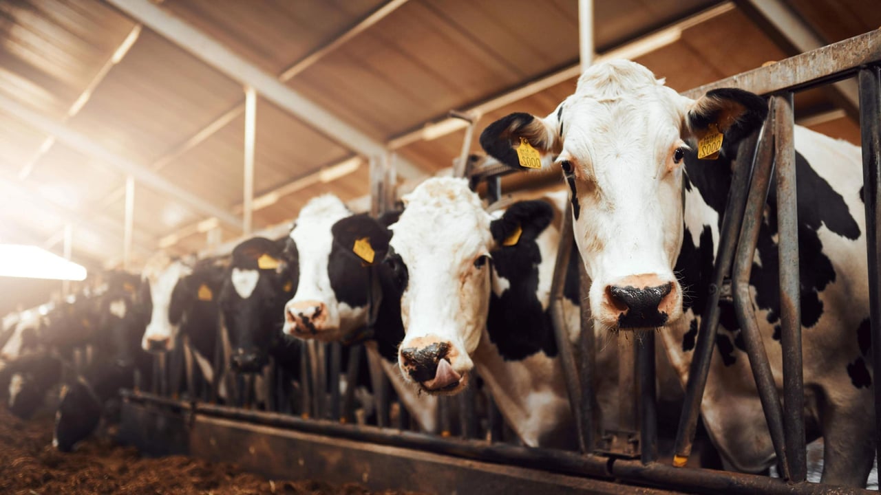 Restrained cows at a factory farm.