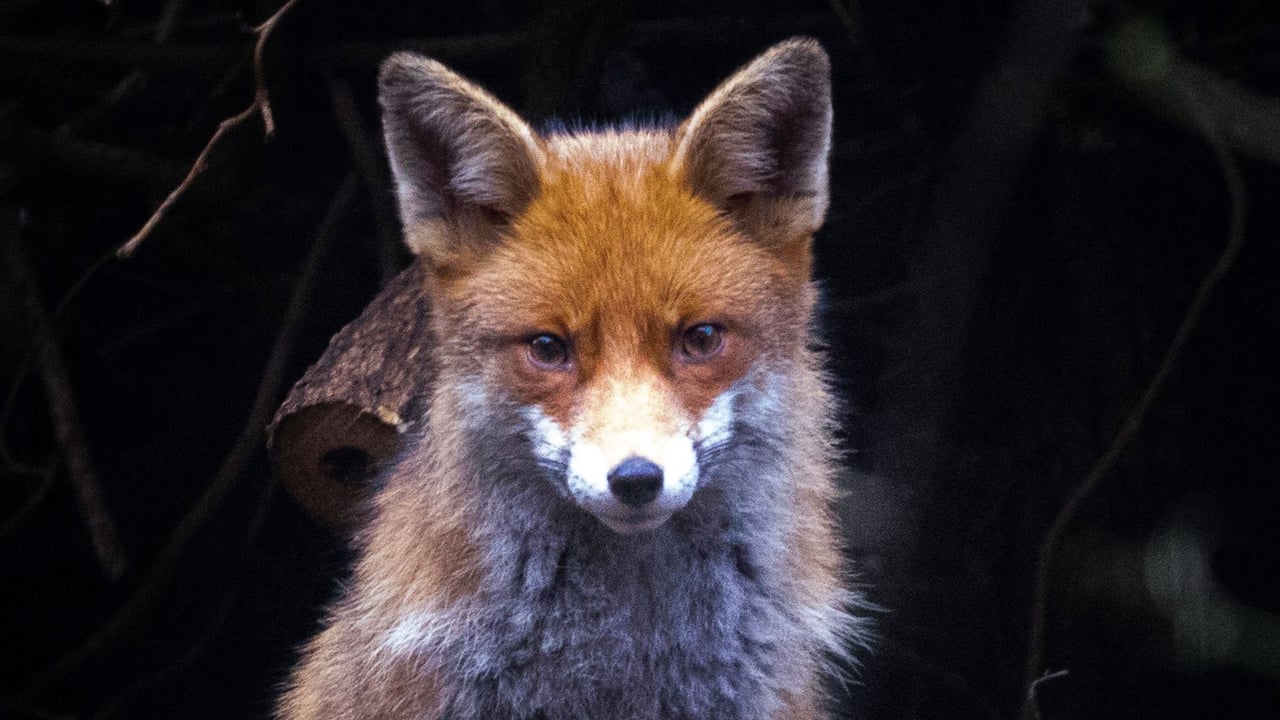 A fox against a dark background.