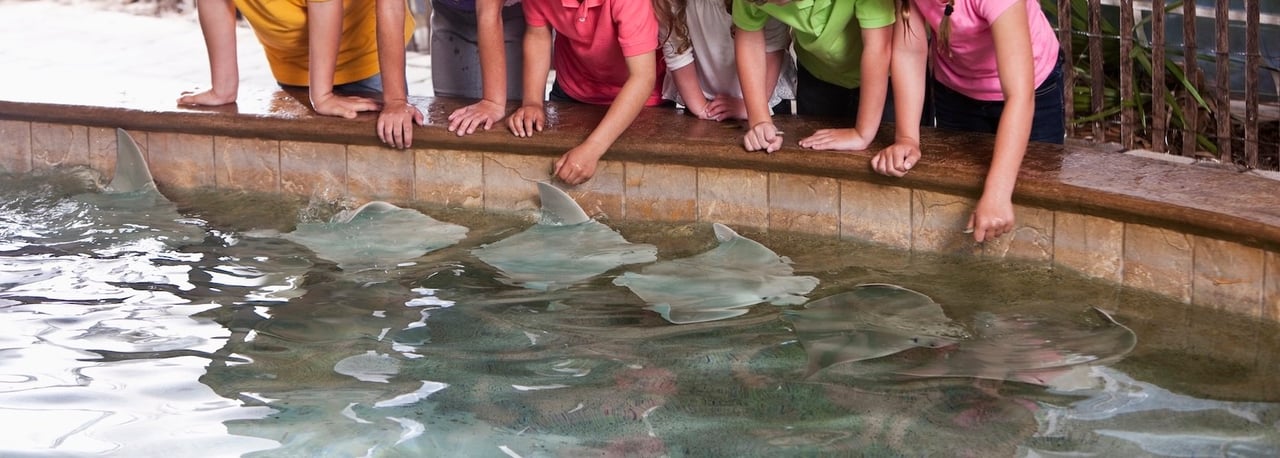 Children at a touch pool of rays.