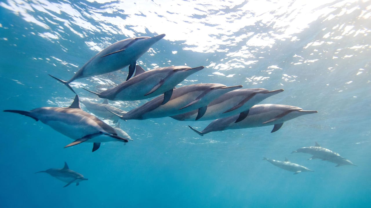 A pod of dolphins in the ocean.