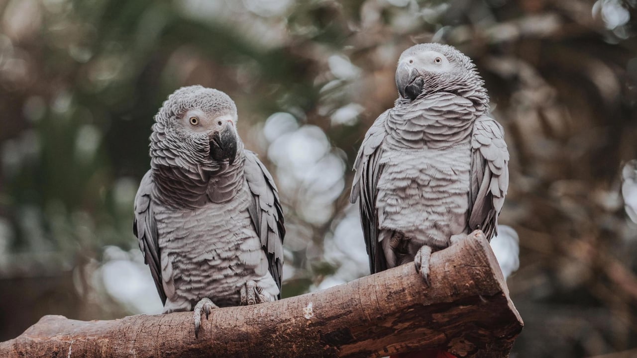 Two grey parrots perched on a branch.