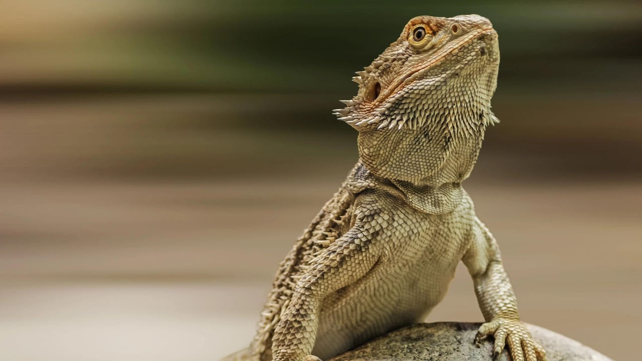 A bearded dragon sits on a rock.