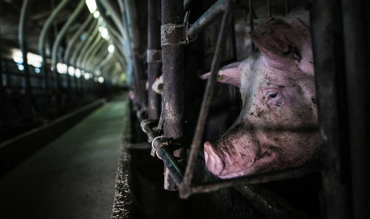 Sad pigs in a factory farm.