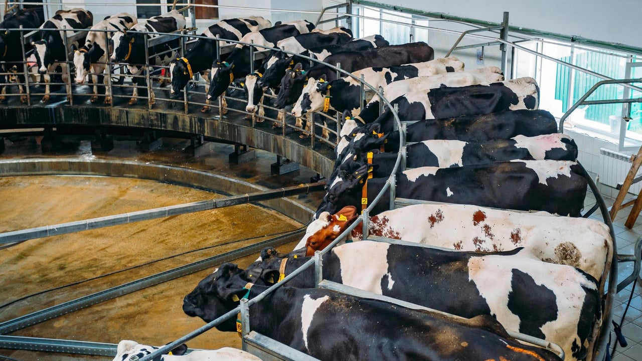 Dairy cows in a factory farm.