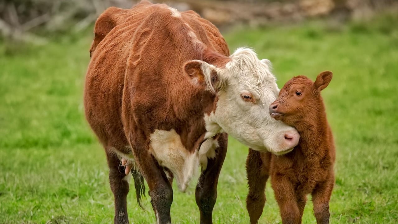 A mother and baby cow.