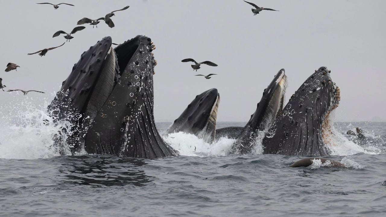Multiple whales breach in the ocean.