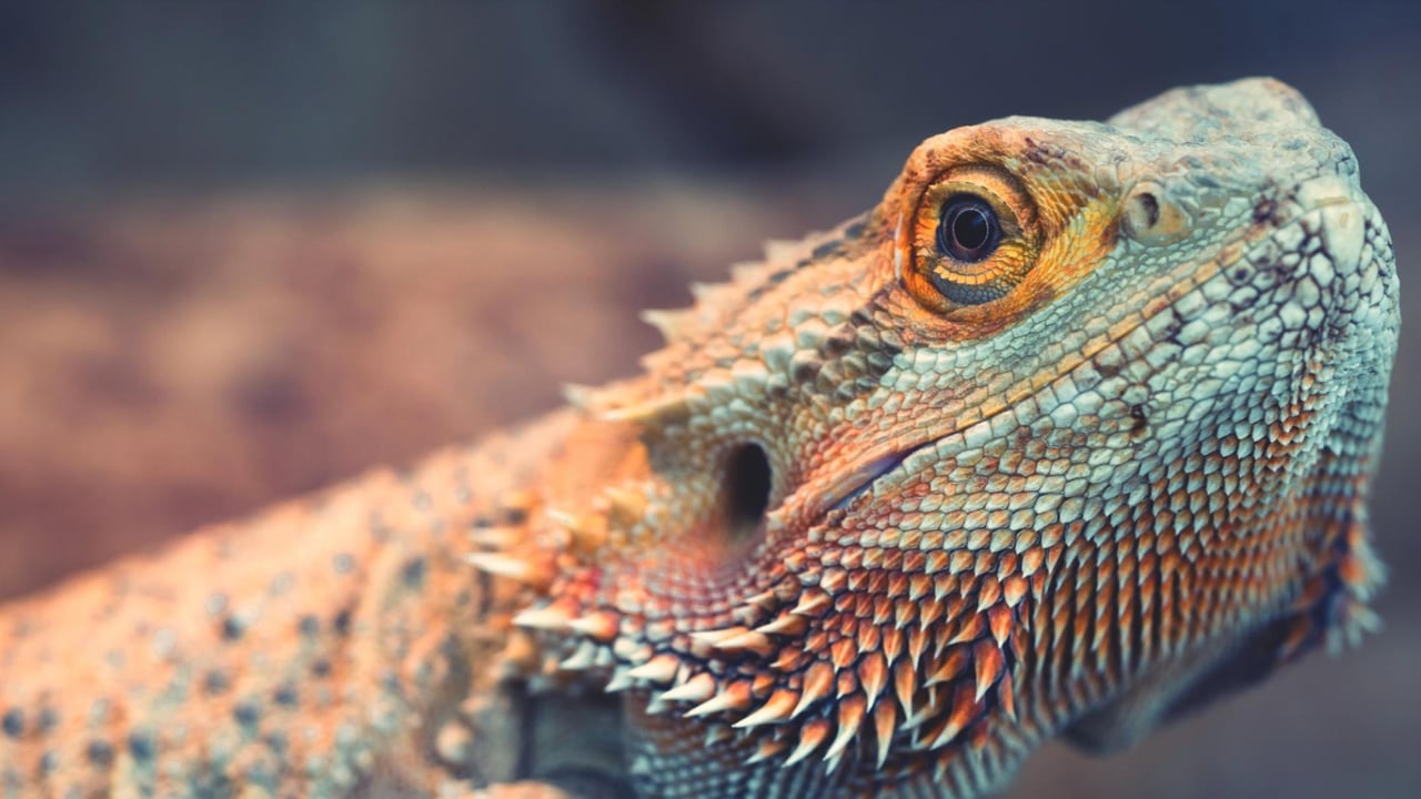 A bearded dragon.