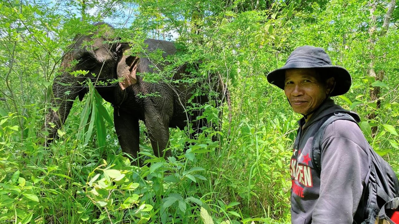 An elephant being observed in the wild.