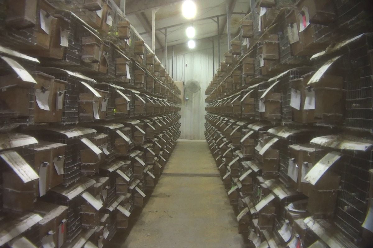 Parrots stacked in cages in a mill in Oklahoma.