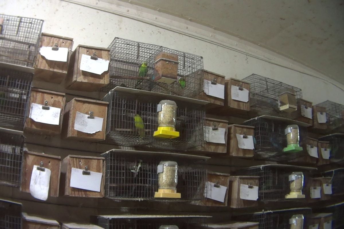Dead baby parrots were visible in the top center cage.