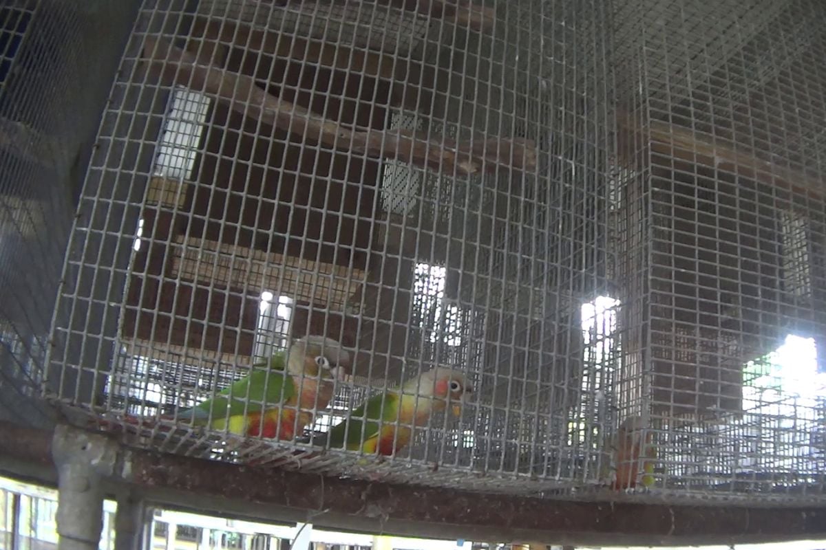 Sun conures stand in a rusted cage.