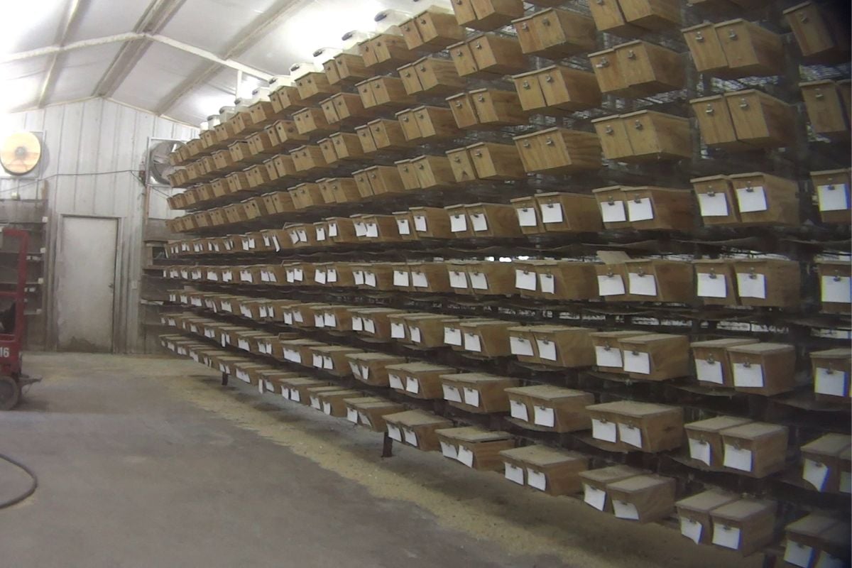 Parrot mill cages for egg-laying birds.