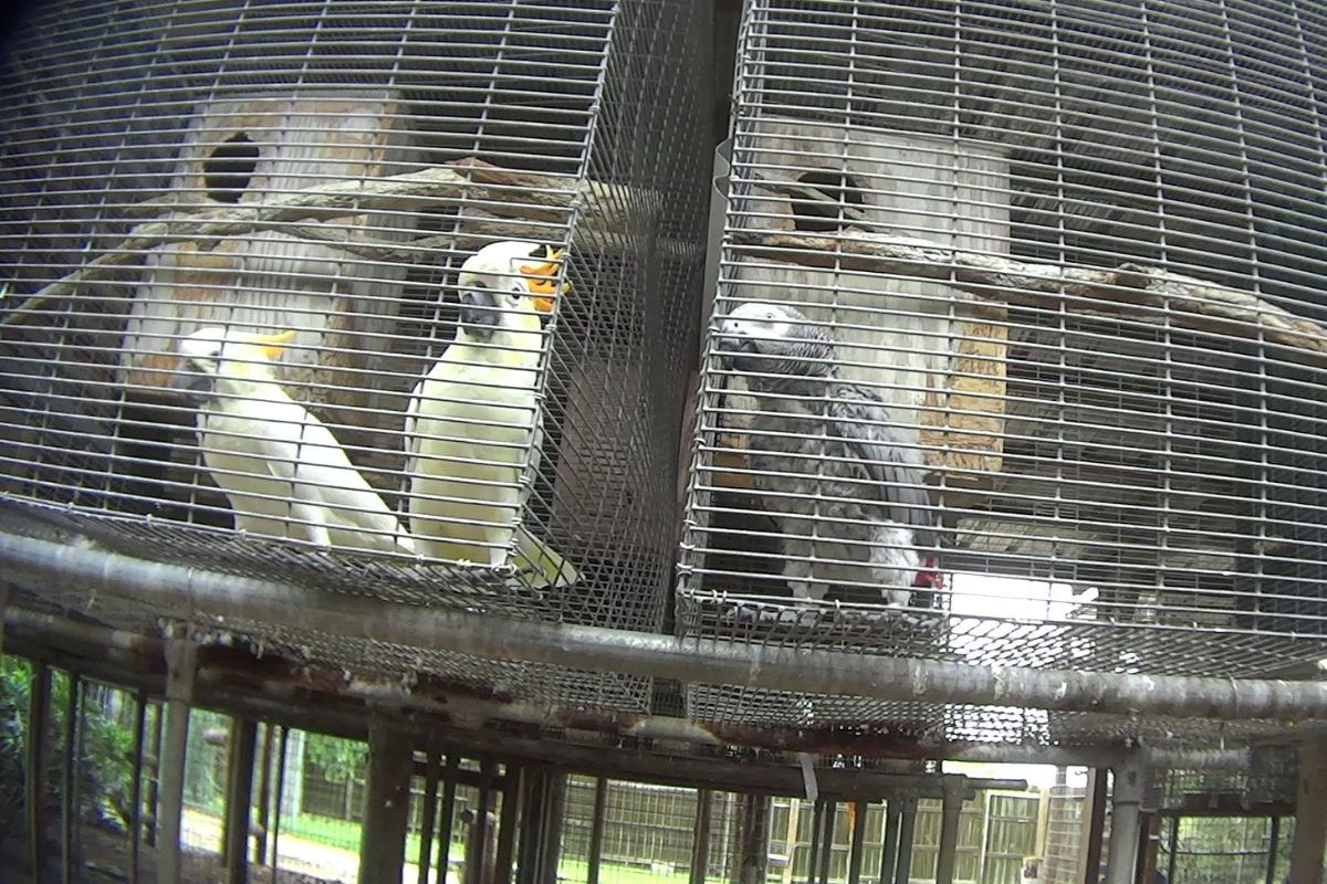 Cockatoos and an African grey parrot stand in rusted, bare cages.