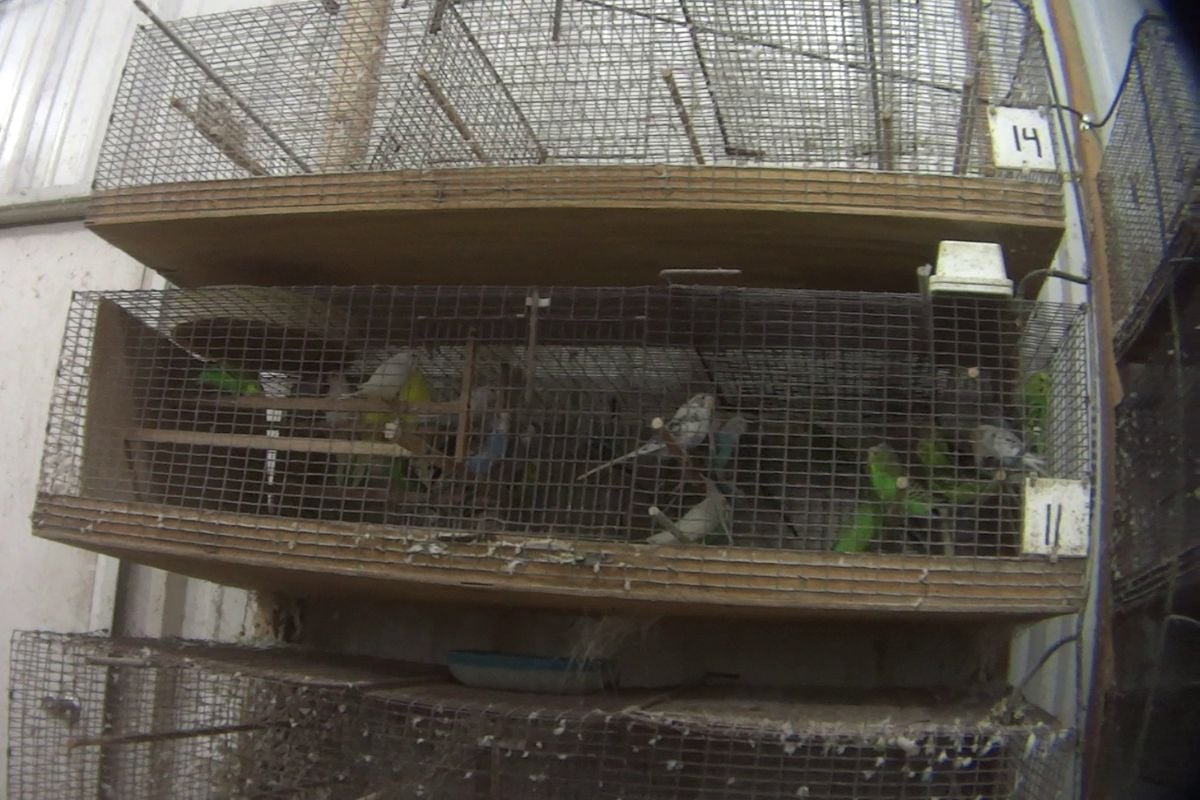 Older female parrots in a cobwebbed cage.