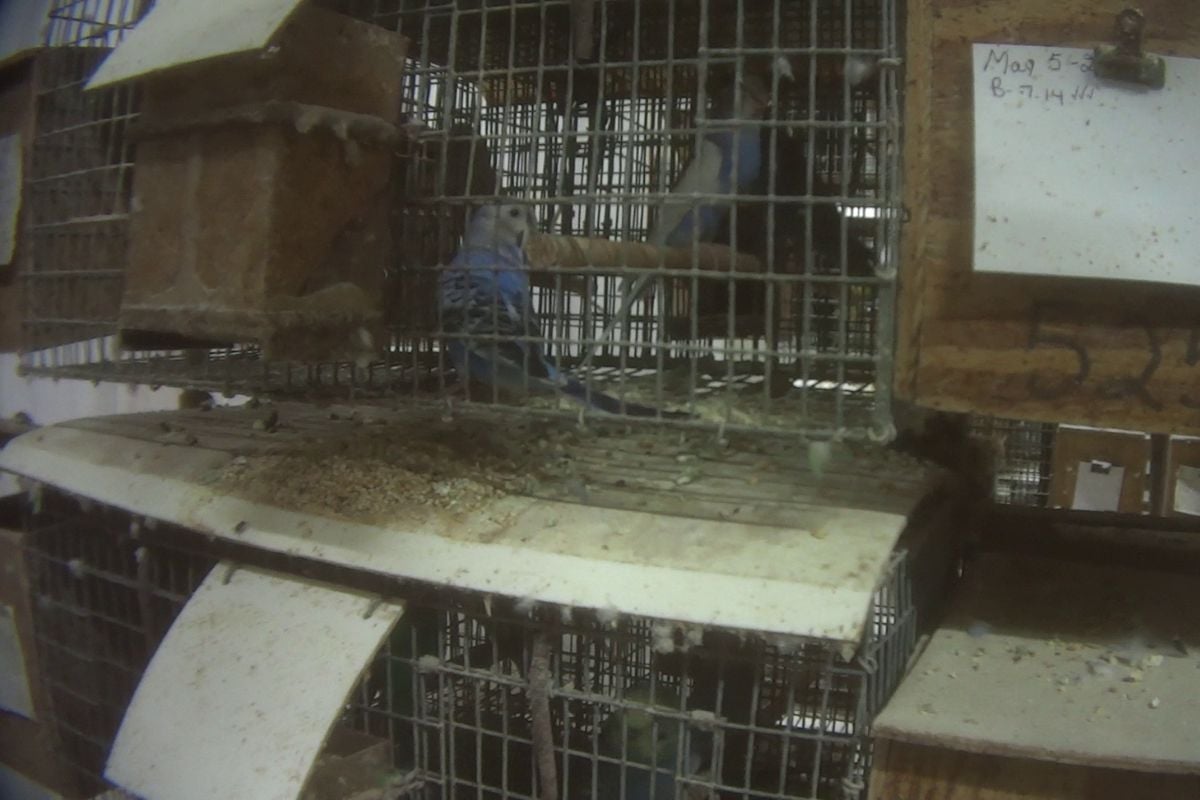 Blue parrots sit in cages coated with feces and loose feed.