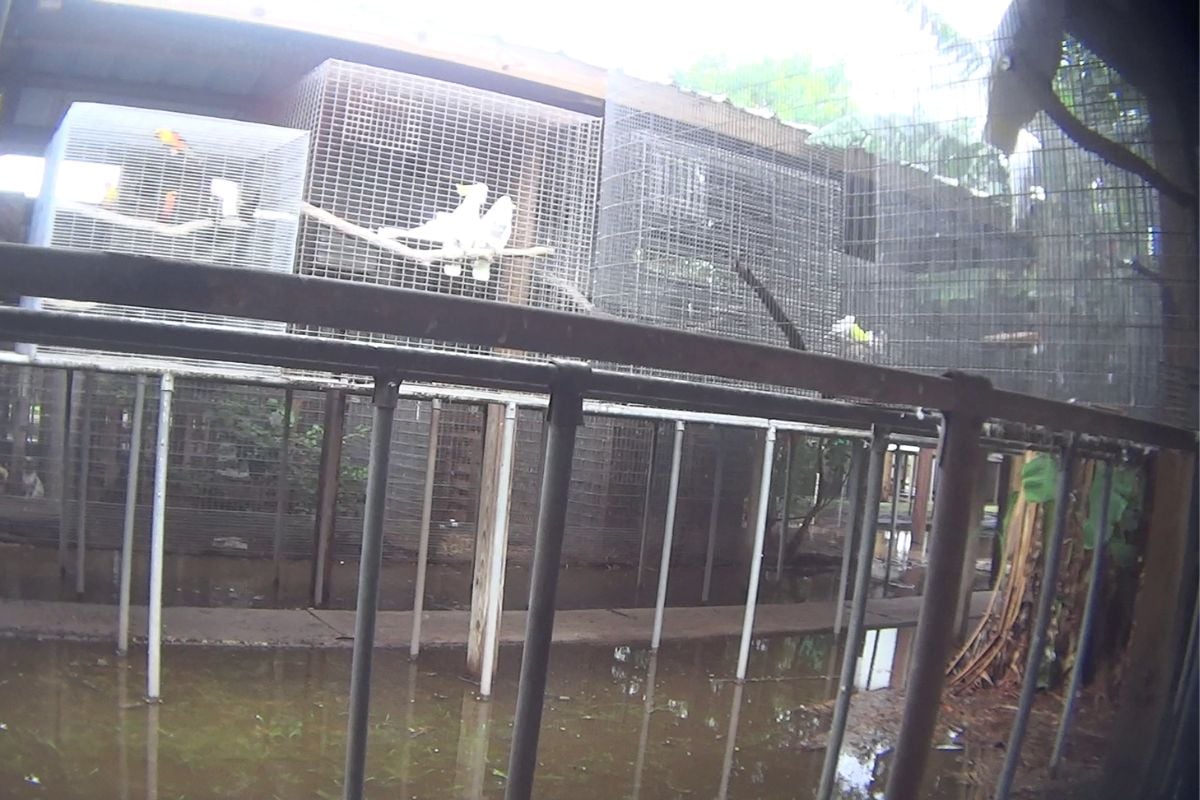 Cockatoos in outdoor cages suspended over mud and water.