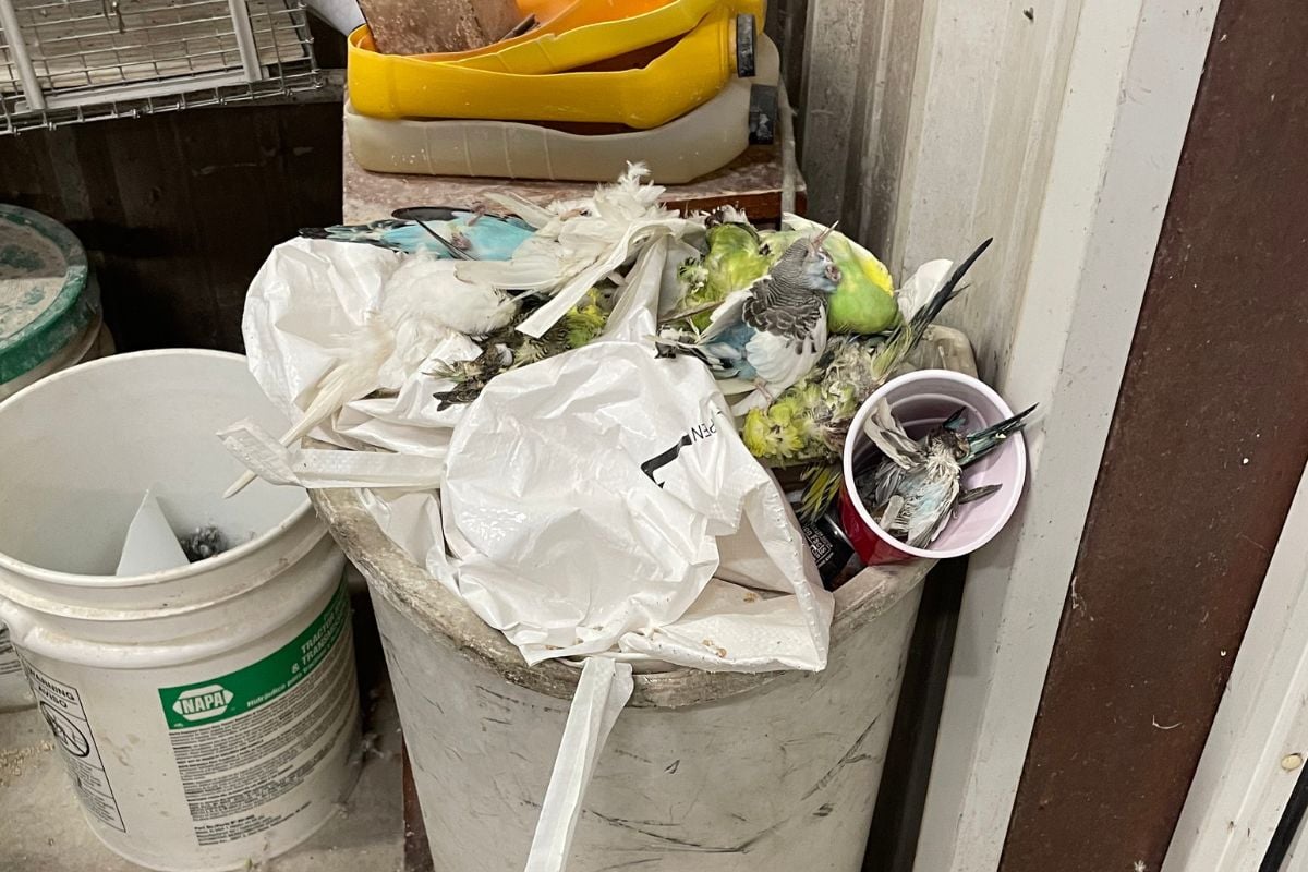 A trash can with visible dead parrots.