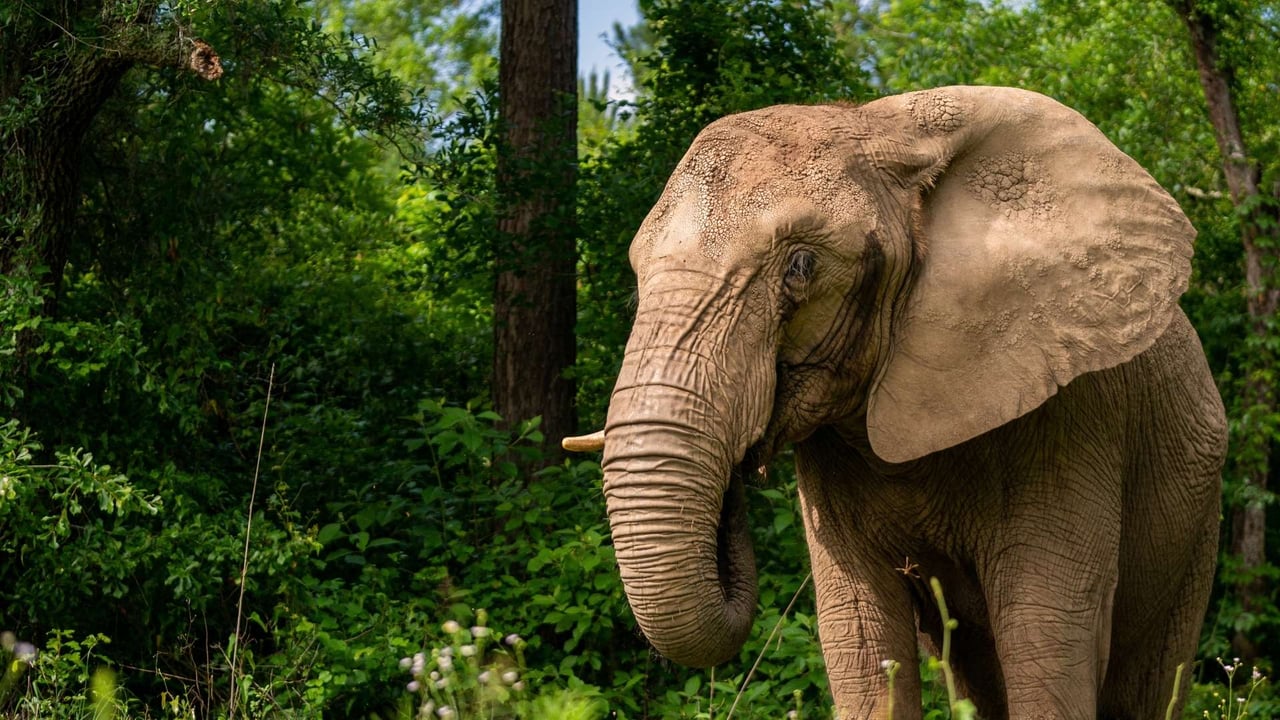 Mundi the elephant