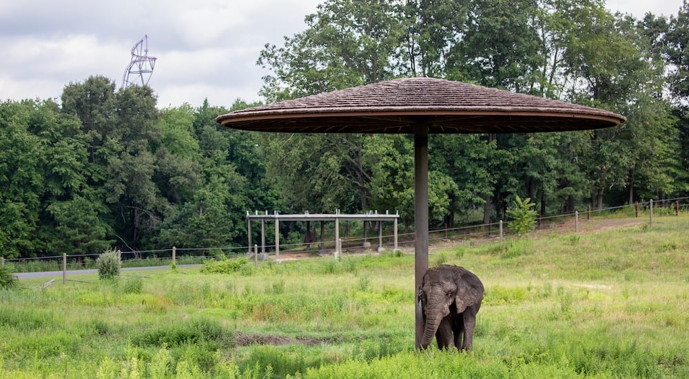 An elephant at Six Flags stands under a shade structure with a roller coaster in the distance.