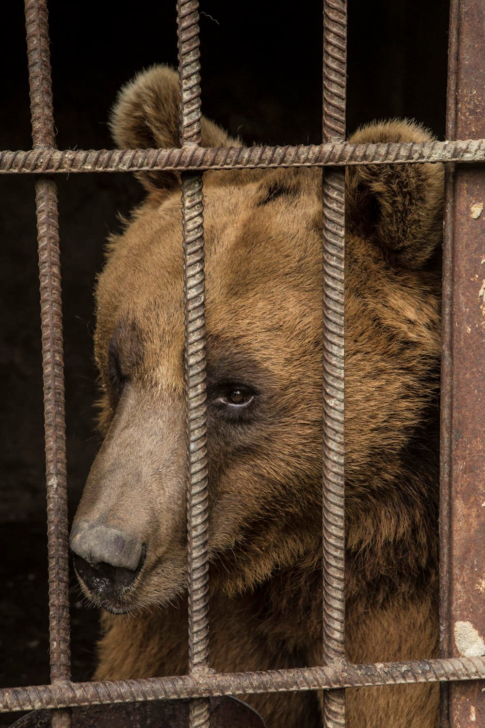Baloo the bear in a cage.