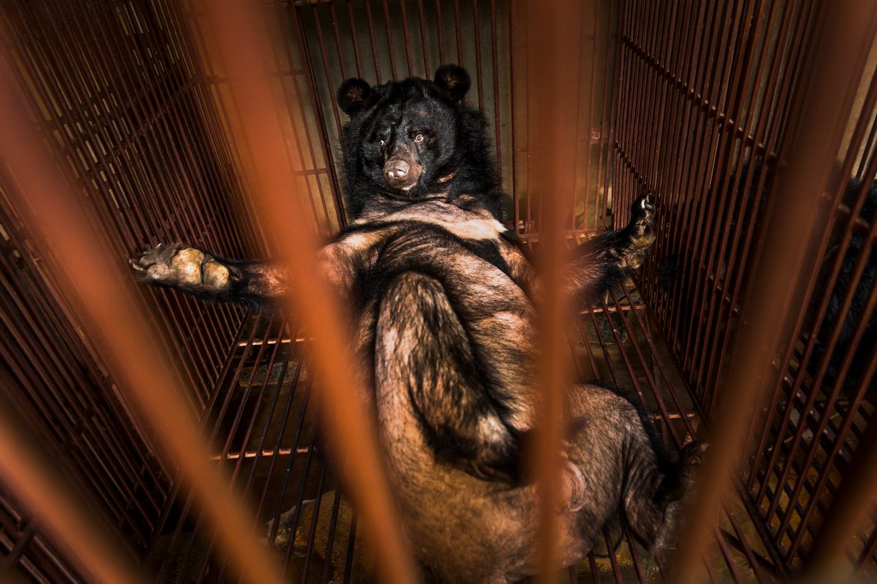 A bear laying in a cage, with evidence of hair loss.