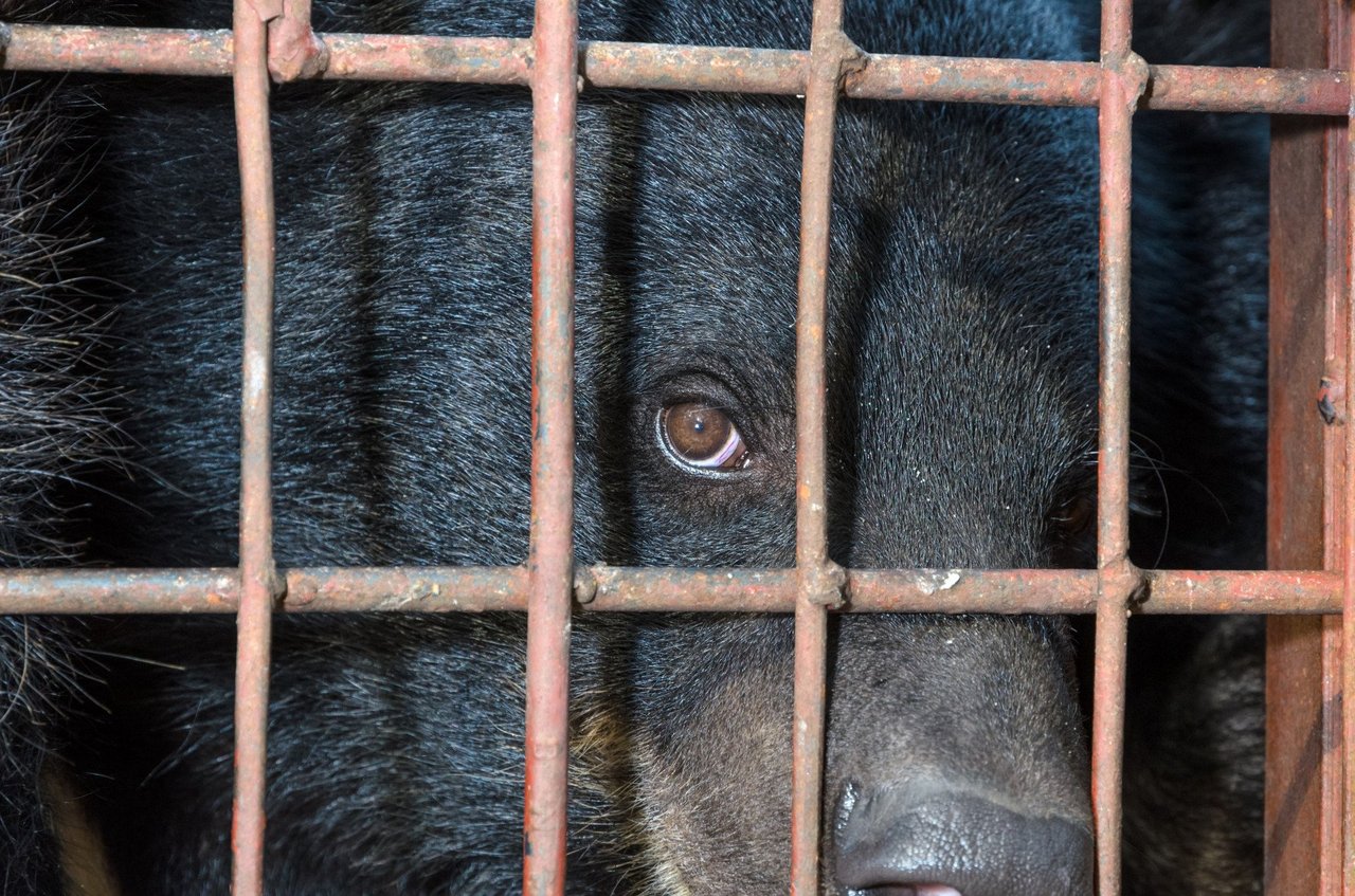 Black bear in cage looking at the camera.